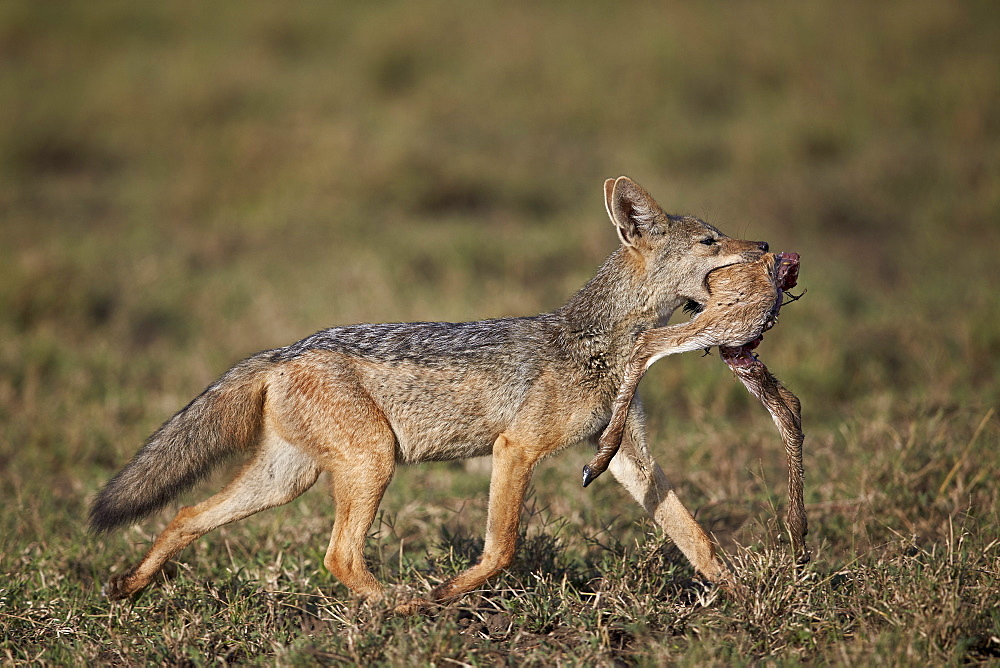 Black-backed jackal (silver-backed jackal) (Canis mesomelas) carrying half a Thomson's gazelle (Gazella thomsonii) calf, Ngorongoro Conservation Area, UNESCO World Heritage Site, Serengeti, Tanzania, East Africa, Africa