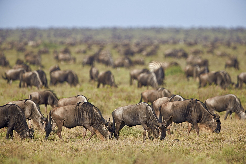 Blue wildebeest (brindled gnu) (Connochaetes taurinus) herd, Ngorongoro Conservation Area, UNESCO World Heritage Site, Serengeti, Tanzania, East Africa, Africa