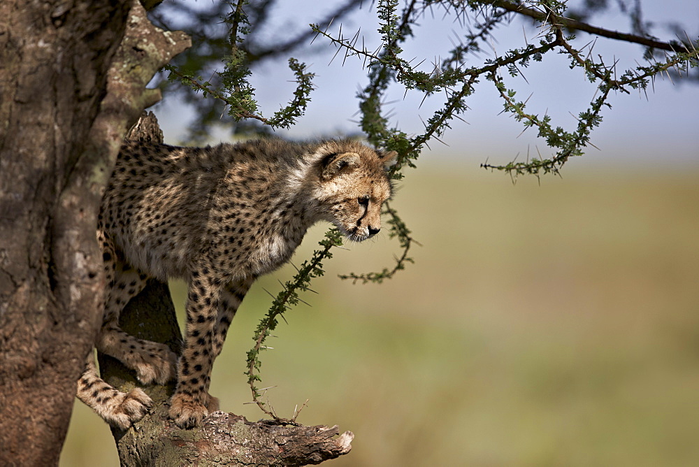 Cheetah (Acinonyx jubatus) cub in an acacia tree, Ngorongoro Conservation Area, UNESCO World Heritage Site, Serengeti, Tanzania, East Africa, Africa