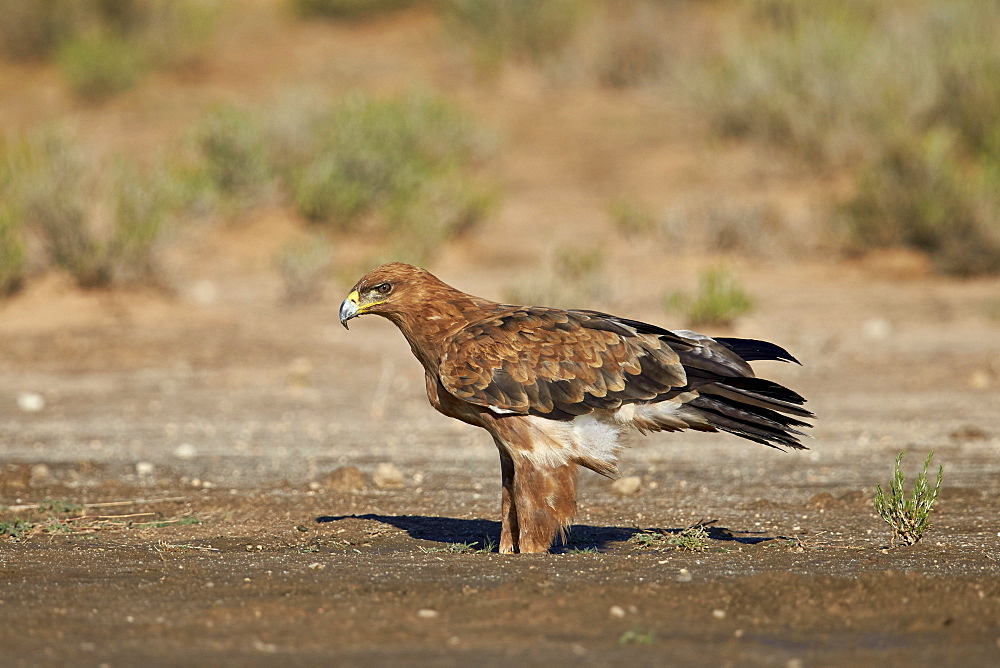 Tawny eagle (Aquila rapax), Kgalagadi Transfrontier Park encompassing the former Kalahari Gemsbok National Park, South Africa, Africa