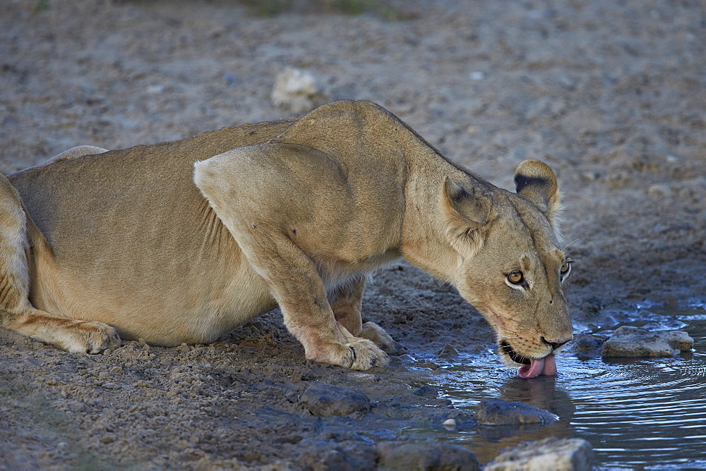 Lioness (Panthera leo) drinking, Kgalagadi Transfrontier Park encompassing the former Kalahari Gemsbok National Park, South Africa, Africa