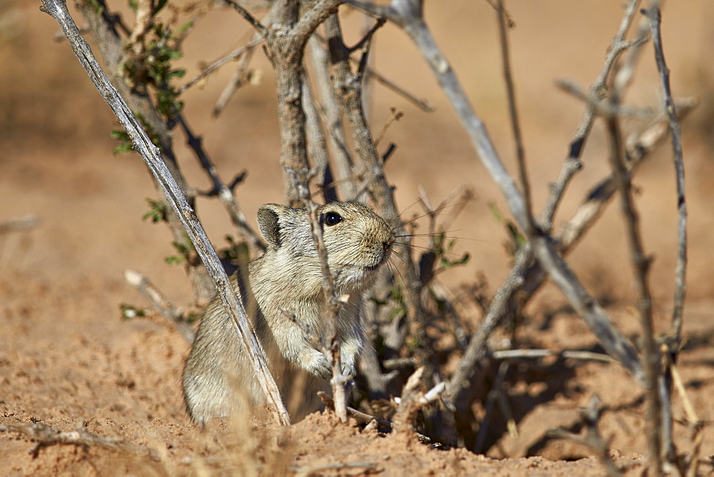 Brant's whistling rat (Parotomys brantsii), Kgalagadi Transfrontier Park encompassing the former Kalahari Gemsbok National Park, South Africa, Africa