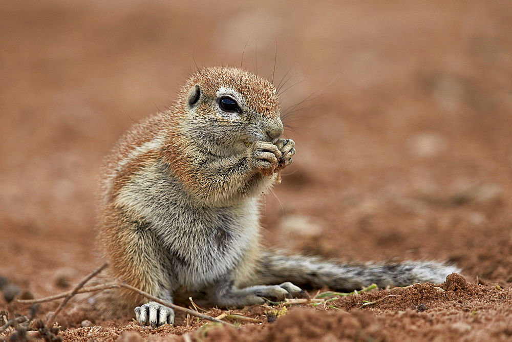 Young Cape ground squirrel (Xerus inauris) eating, Kgalagadi Transfrontier Park encompassing the former Kalahari Gemsbok National Park, South Africa, Africa