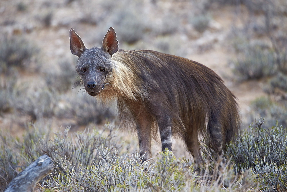 Brown hyena (Hyaena brunnea) (formerly Parahyaena brunnea), Kgalagadi Transfrontier Park encompassing the former Kalahari Gemsbok National Park, South Africa, Africa