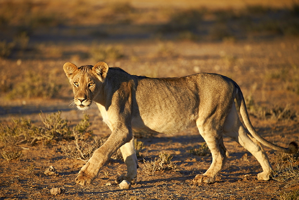 Lion (Panthera leo), immature, Kgalagadi Transfrontier Park encompassing the former Kalahari Gemsbok National Park, South Africa, Africa