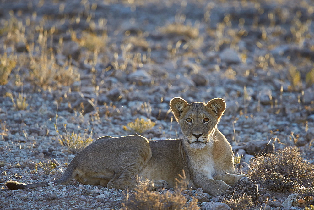 Lion (Panthera leo), immature, Kgalagadi Transfrontier Park encompassing the former Kalahari Gemsbok National Park, South Africa, Africa