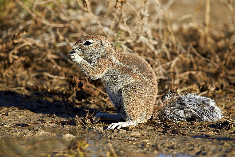 Cape ground squirrel (Xerus inauris) eating, Kgalagadi Transfrontier Park encompassing the former Kalahari Gemsbok National Park, South Africa, Africa