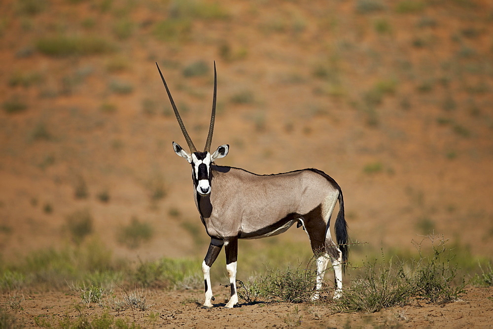 Gemsbok (South African oryx) (Oryx gazella), Kgalagadi Transfrontier Park encompassing the former Kalahari Gemsbok National Park, South Africa, Africa