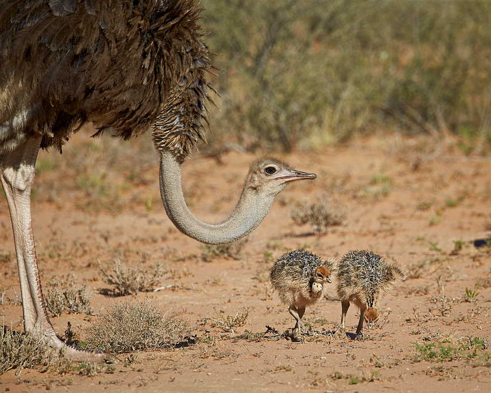 Common ostrich (Struthio camelus) female with two chicks, Kgalagadi Transfrontier Park encompassing the former Kalahari Gemsbok National Park, South Africa, Africa