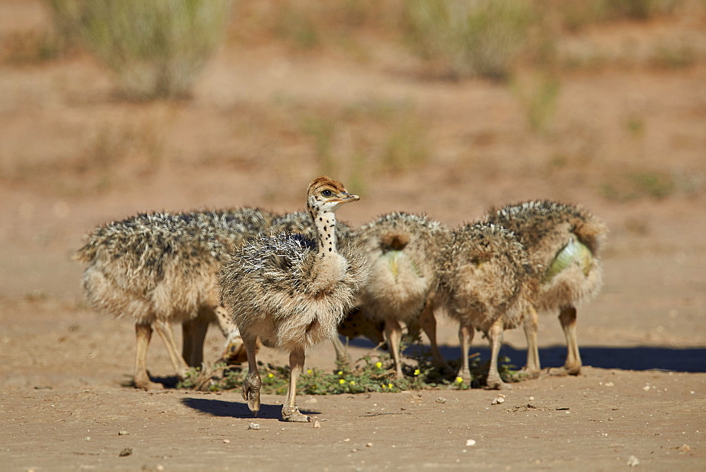 Common ostrich (Struthio camelus) chicks, Kgalagadi Transfrontier Park encompassing the former Kalahari Gemsbok National Park, South Africa, Africa