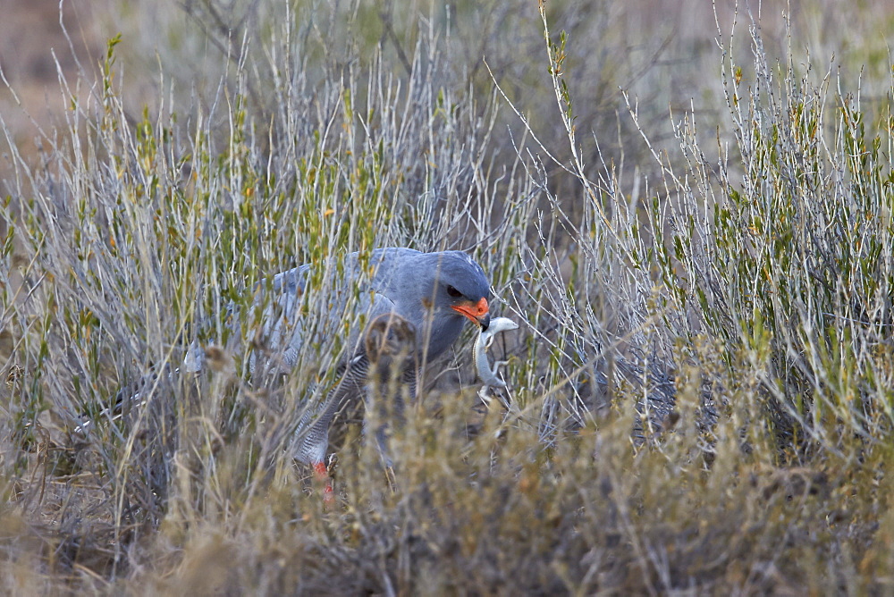 Southern pale chanting goshawk (Melierax canorus) with a skink, Kgalagadi Transfrontier Park encompassing the former Kalahari Gemsbok National Park, South Africa, Africa