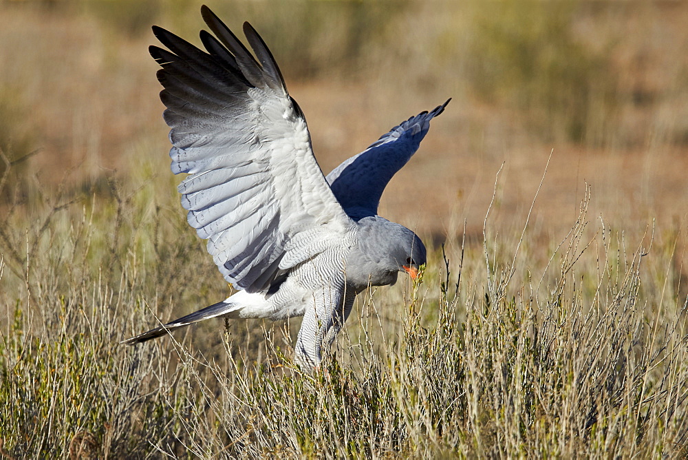 Southern pale chanting goshawk (Melierax canorus) hunting, Kgalagadi Transfrontier Park encompassing the former Kalahari Gemsbok National Park, South Africa, Africa