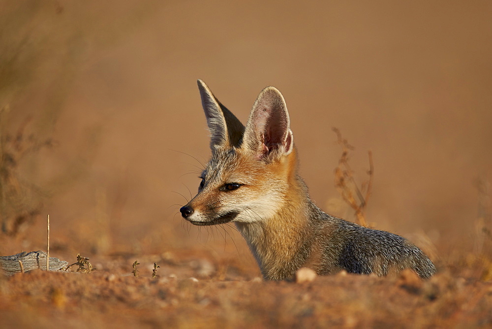 Cape fox (Cama fox) (silver-backed fox) (Vulpes chama), Kgalagadi Transfrontier Park, encompassing the former Kalahari Gemsbok National Park, South Africa, Africa