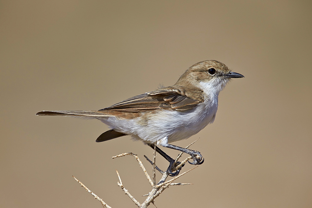 Marico flycatcher (Bradornis mariquensis), Kgalagadi Transfrontier Park, encompassing the former Kalahari Gemsbok National Park, South Africa, Africa