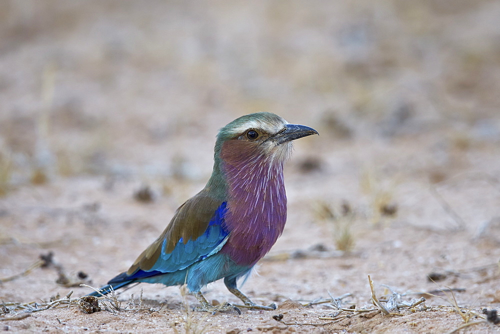 Lilac-breasted roller (Coracias caudata), Kgalagadi Transfrontier Park, encompassing the former Kalahari Gemsbok National Park, South Africa, Africa