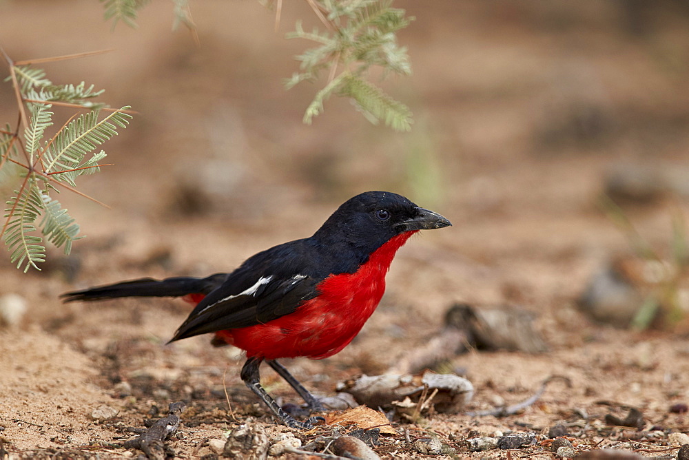 Crimson-breasted boubou (crimson-breasted shrike) (Laniarius atrococcieneus), Kgalagadi Transfrontier Park, encompassing the former Kalahari Gemsbok National Park, South Africa, Africa