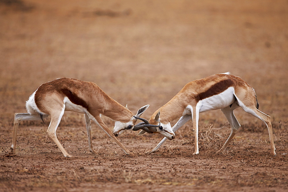 Two springbok (Antidorcas marsupialis) bucks fighting, Kgalagadi Transfrontier Park, encompassing the former Kalahari Gemsbok National Park, South Africa, Africa