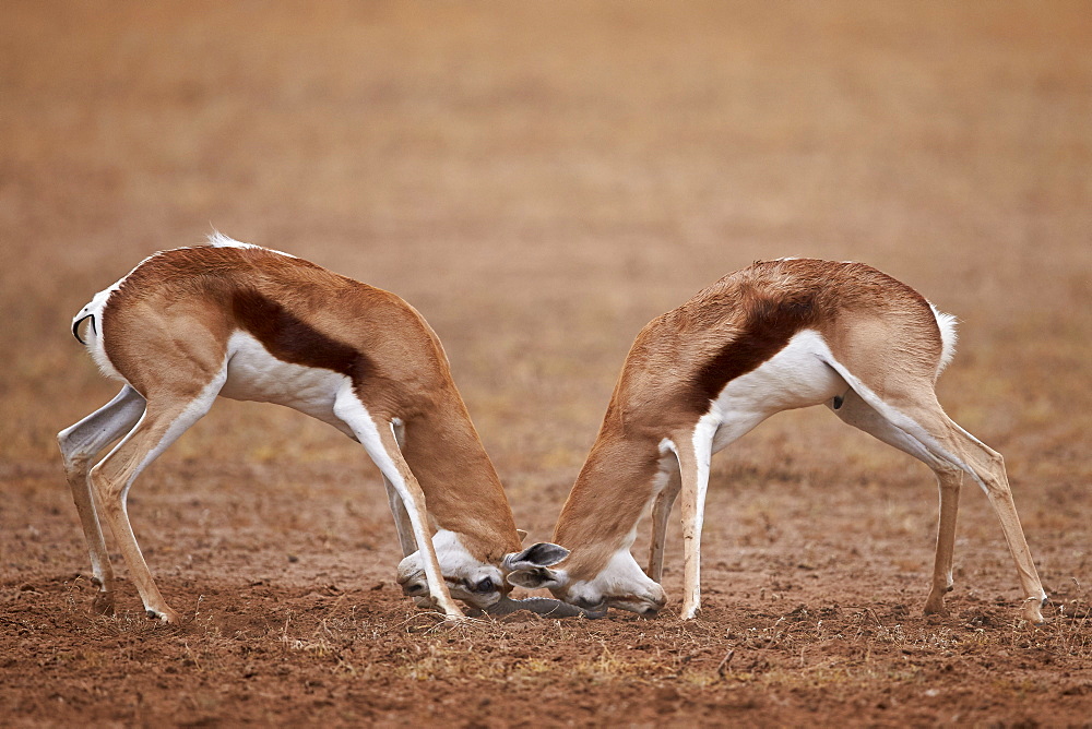 Two Springbok (Antidorcas marsupialis) bucks fighting, Kgalagadi Transfrontier Park, encompassing the former Kalahari Gemsbok National Park, South Africa, Africa