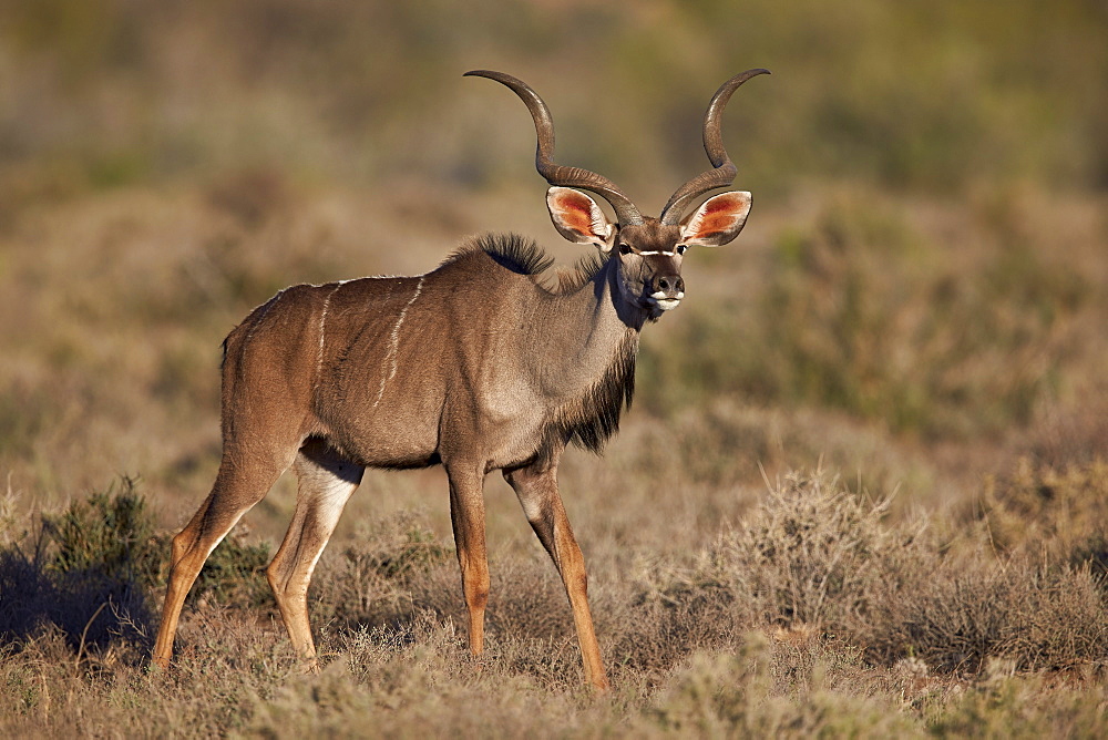 Greater kudu (Tragelaphus strepsiceros) buck, Karoo National Park, South Africa, Africa