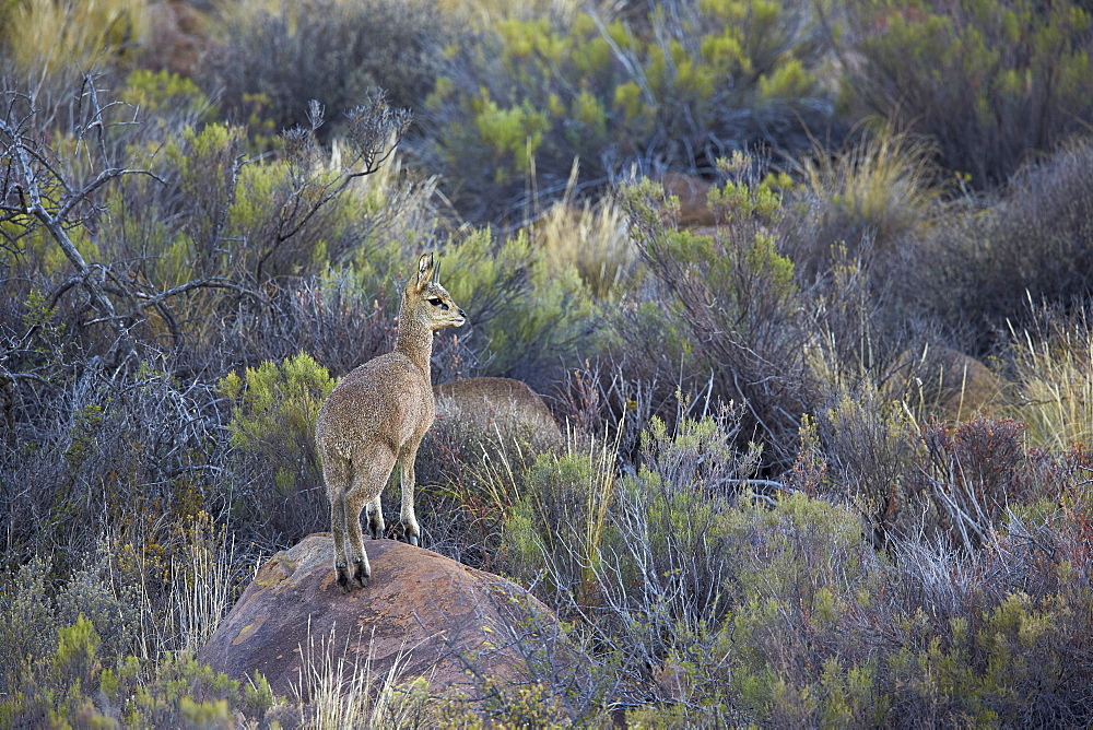 Klipspringer (Oreotragus oreotragus) male, Karoo National Park, South Africa, Africa