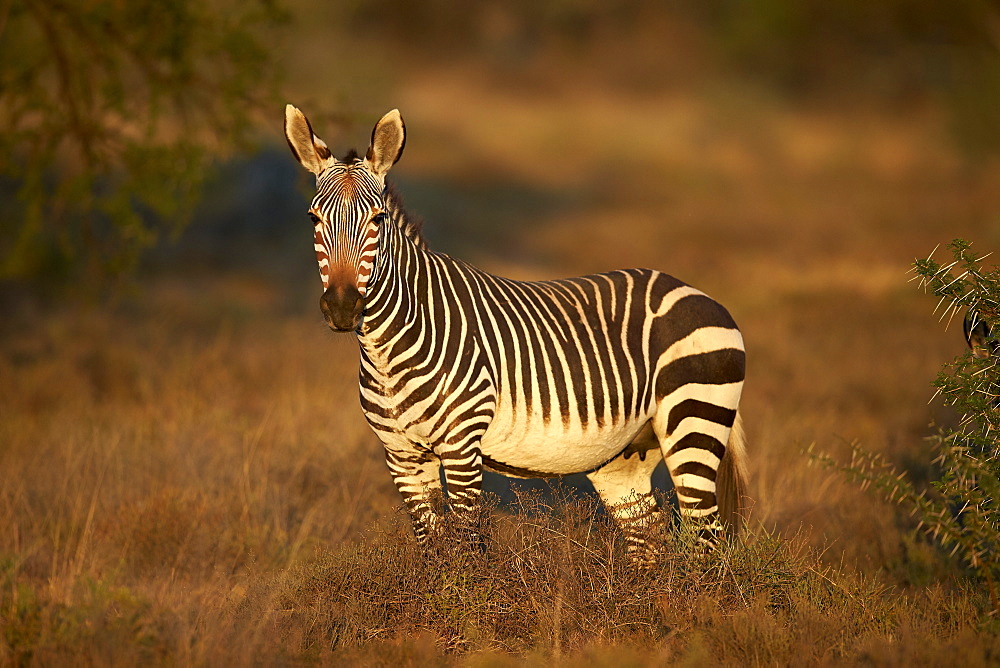 Cape mountain zebra (Equus zebra zebra) mare, Mountain Zebra National Park, South Africa, Africa