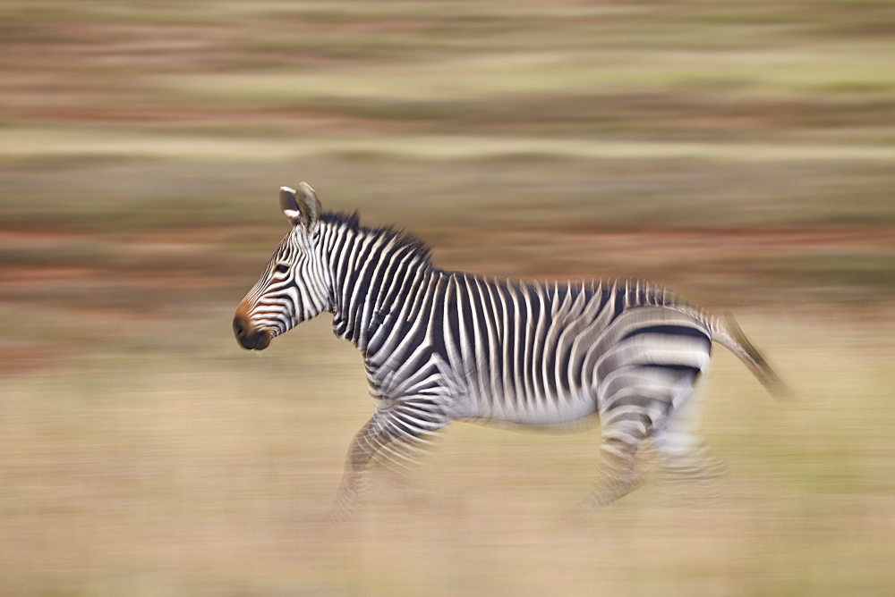 Cape mountain zebra (Equus zebra zebra) running, Mountain Zebra National Park, South Africa, Africa