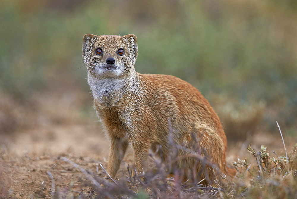 Yellow mongoose (Cynictis penicillata), Mountain Zebra National Park, South Africa, Africa