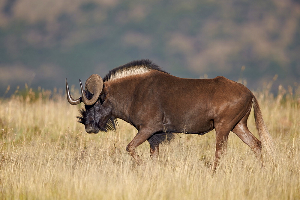 Black wildebeest (white-tailed gnu) (Connochaetes gnou), Mountain Zebra National Park, South Africa, Africa