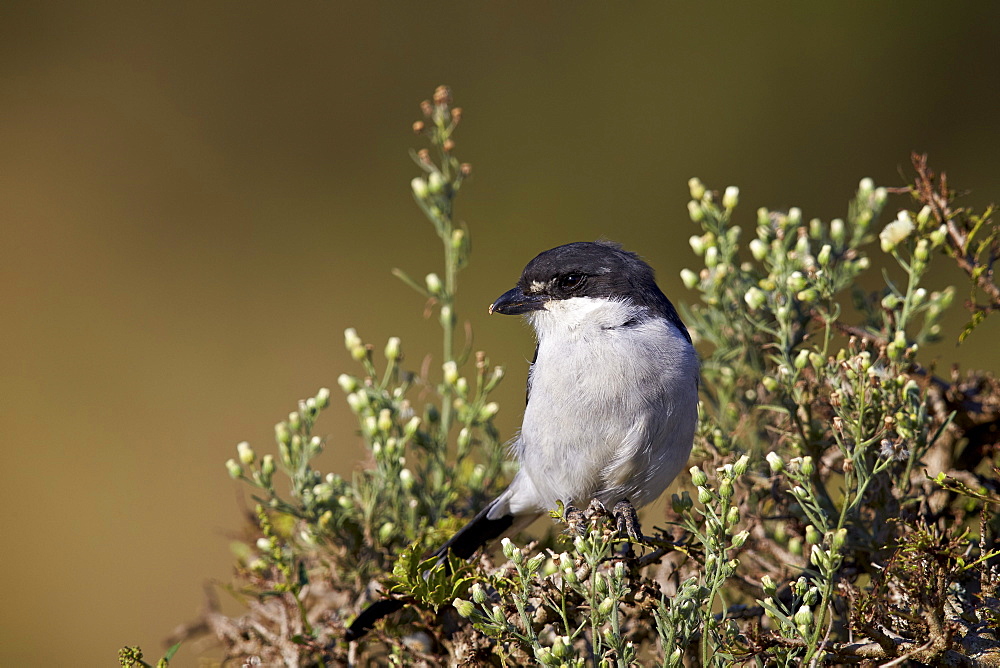 Fiscal shrike (common fiscal) (Lanius collaris), Addo Elephant National Park, South Africa, Africa