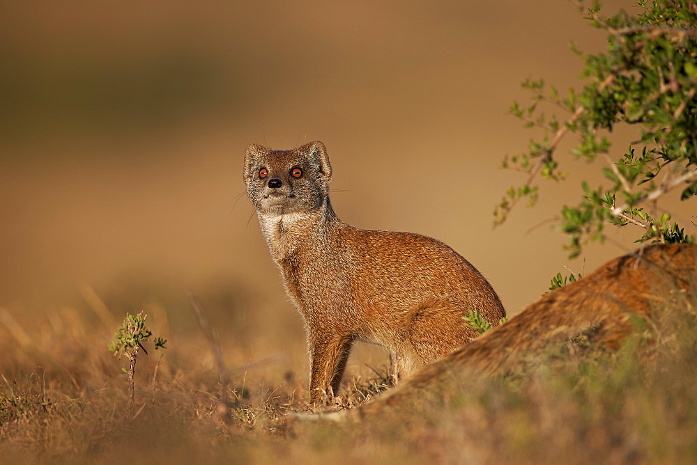 Yellow mongoose (Cynictis penicillata), Addo Elephant National Park, South Africa, Africa