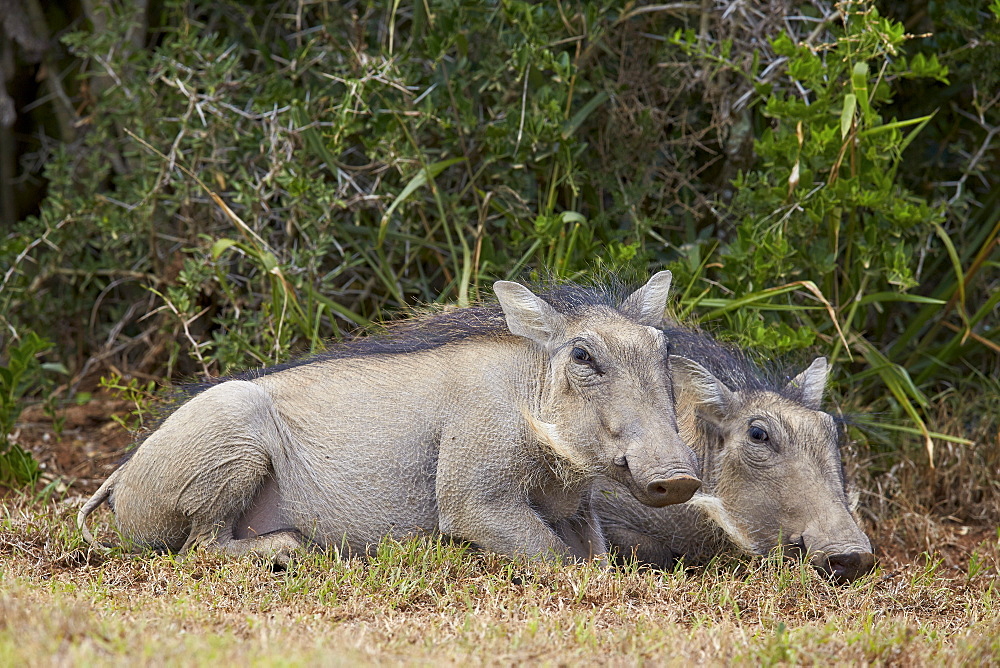 Warthog (Phacochoerus aethiopicus) piglets, Addo Elephant National Park, South Africa, Africa