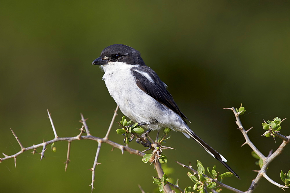 Fiscal shrike (common fiscal) (Lanius collaris), Addo Elephant National Park, South Africa, Africa