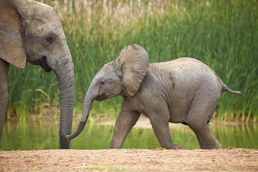 Young African elephant (Loxodonta africana), Addo Elephant National Park, South Africa, Africa