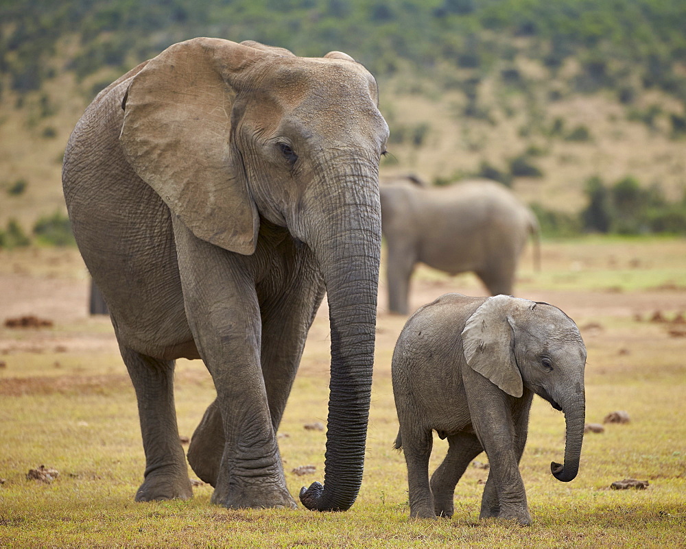 African elephant (Loxodonta africana) adult and baby, Addo Elephant National Park, South Africa, Africa