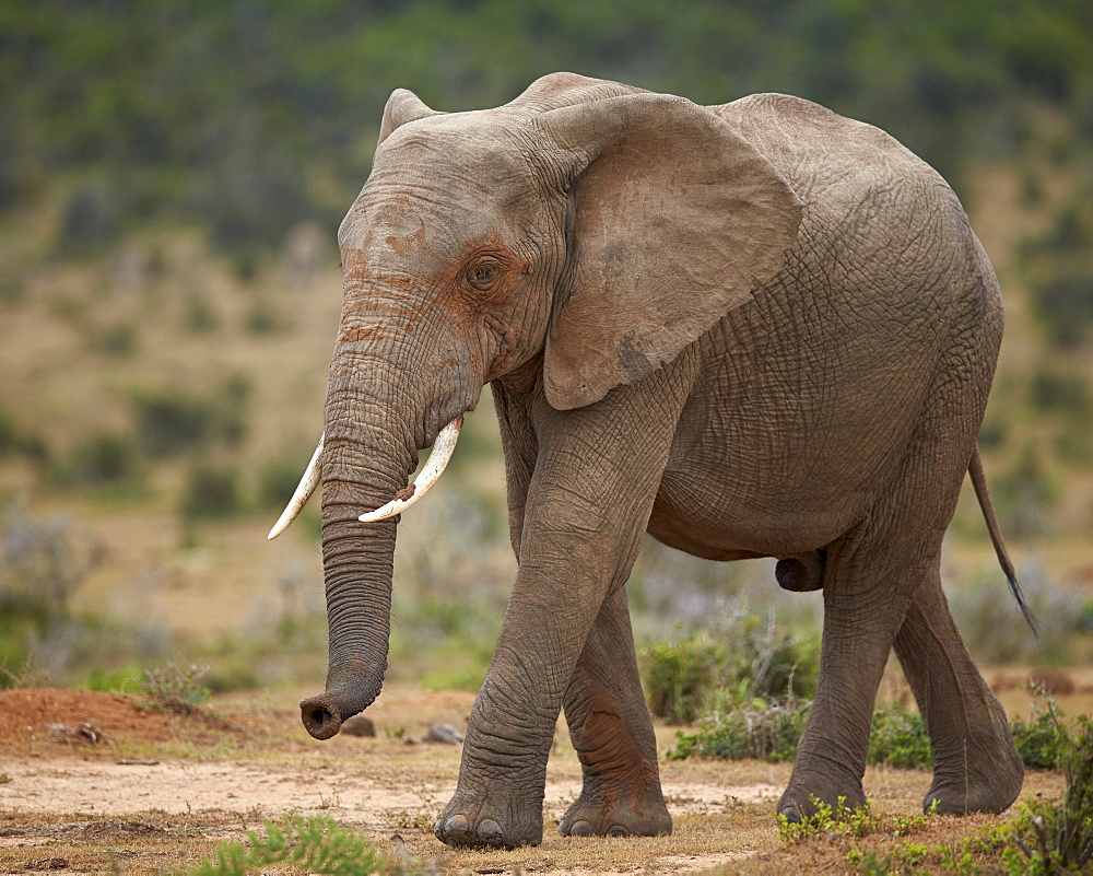 African elephant (Loxodonta africana), Addo Elephant National Park, South Africa, Africa