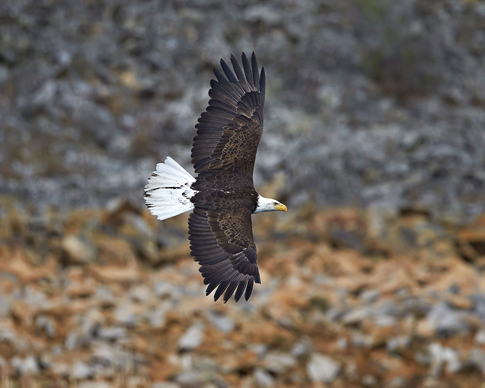 Bald eagle (Haliaeetus leucocephalus) in flight, Yellowstone National Park, Wyoming, United States of America, North America