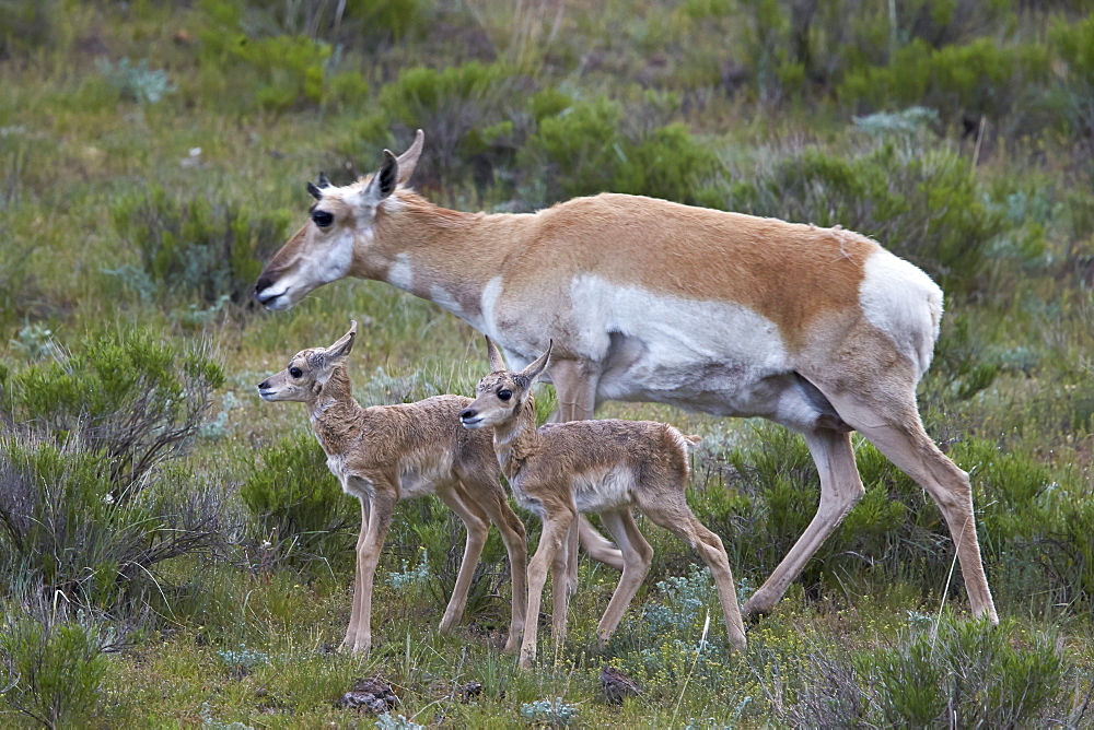 Pronghorn (Antilocapra americana) doe and two days-old fawns, Yellowstone National Park, Wyoming, United States of America, North America