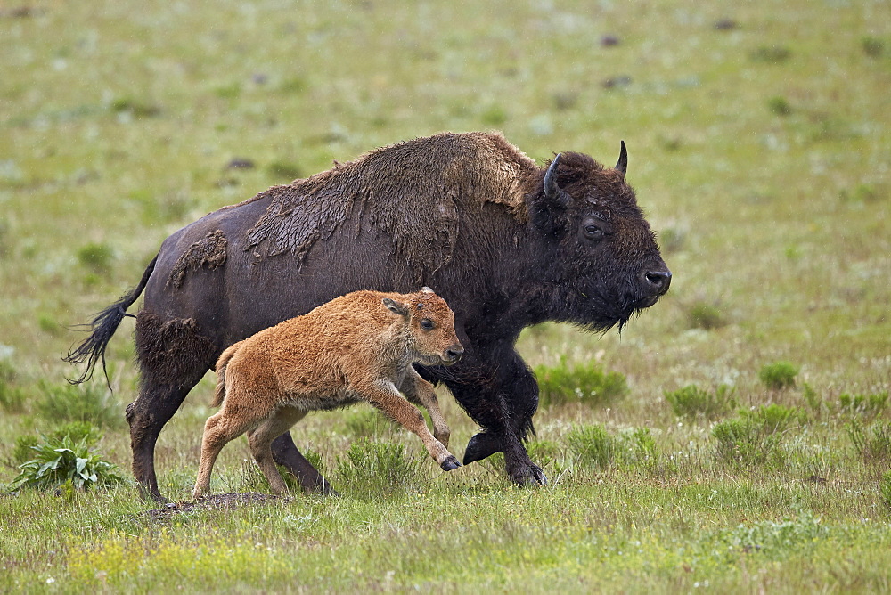 Bison (Bison bison) cow and calf running in the rain, Yellowstone National Park, Wyoming, United States of America, North America