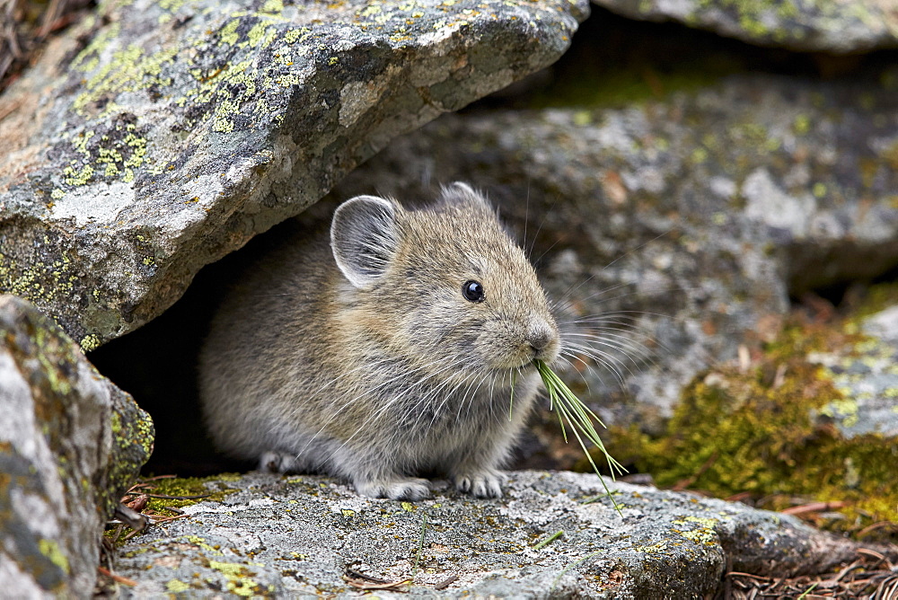 American pika (Ochotona princeps) eating, Yellowstone National Park, Wyoming, United States of America, North America