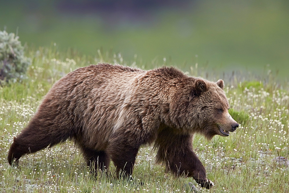 Grizzly Bear (Ursus arctos horribilis), Yellowstone National Park, Wyoming, United States of America, North America