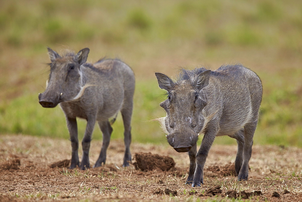 Warthog (Phacochoerus aethiopicus), Addo Elephant National Park, South Africa, Africa