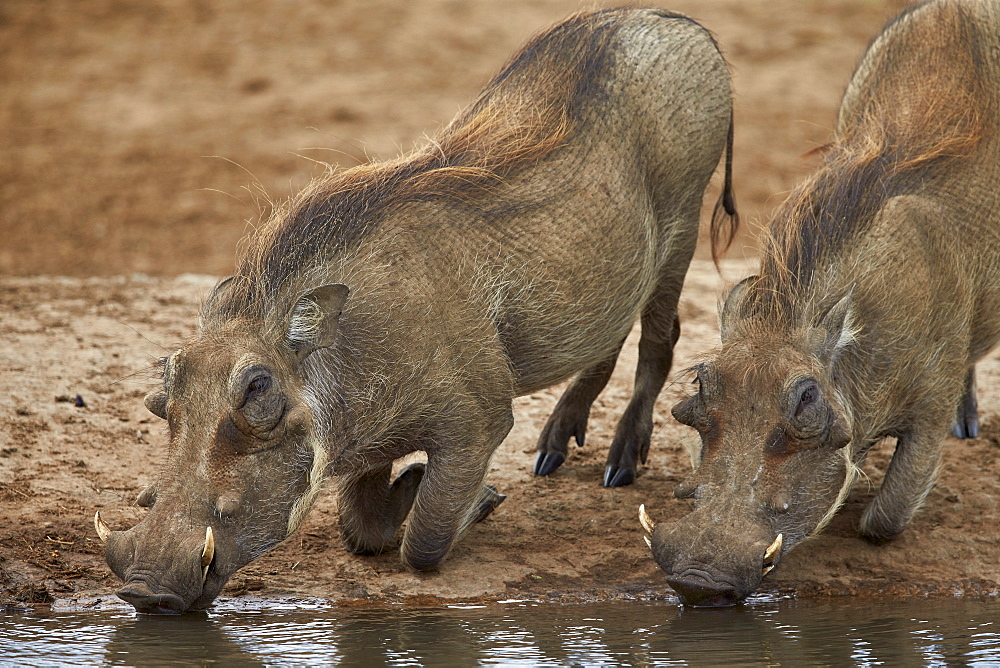 Two warthog (Phacochoerus aethiopicus) drinking, Addo Elephant National Park, South Africa, Africa