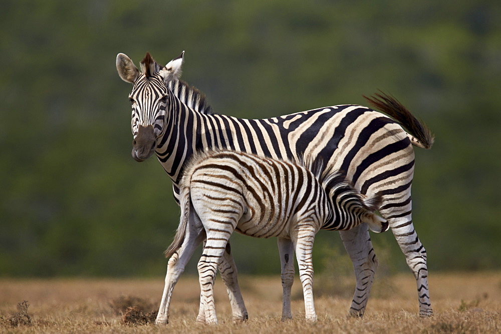 Common zebra (plains zebra) (Burchell's zebra) (Equus burchelli) mare nursing her foal, Addo Elephant National Park, South Africa, Africa