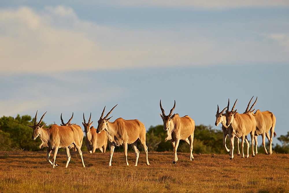 Line of common eland (Taurotragus oryx), Addo Elephant National Park, South Africa, Africa