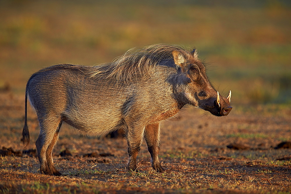 Warthog (Phacochoerus aethiopicus), Addo Elephant National Park, South Africa, Africa