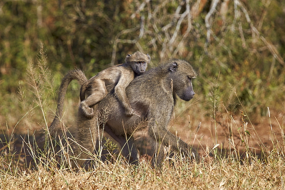 Chacma baboon (Papio ursinus) infant riding on its mother's back, Kruger National Park, South Africa, Africa