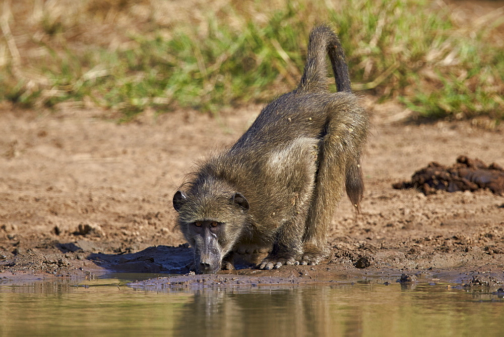 Chacma baboon (Papio ursinus) drinking, Kruger National Park, South Africa, Africa