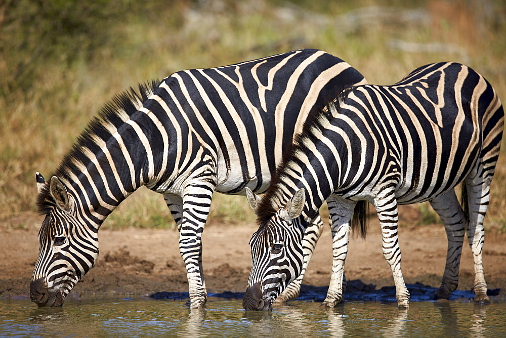 Two common zebra (plains zebra) (Burchell's zebra) (Equus burchelli) drinking, Kruger National Park, South Africa, Africa