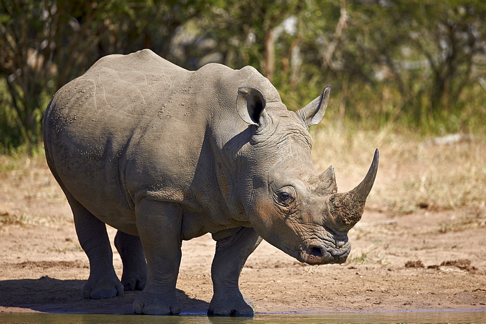 White rhinoceros (Ceratotherium simum), Kruger National Park, South Africa, Africa