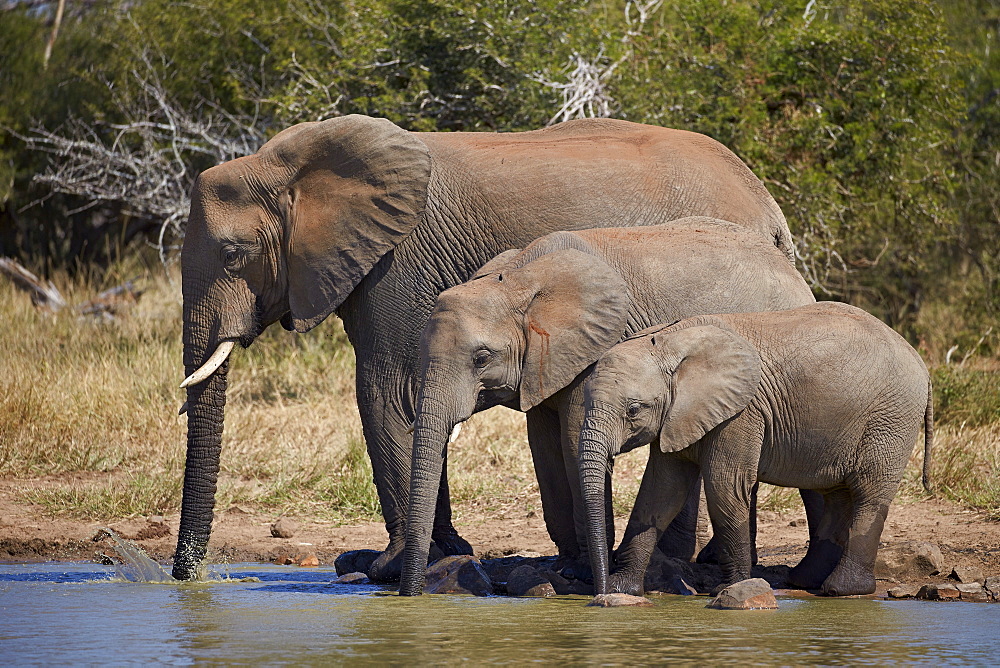 Three African elephant (Loxodonta africana) drinking, Kruger National Park, South Africa, Africa